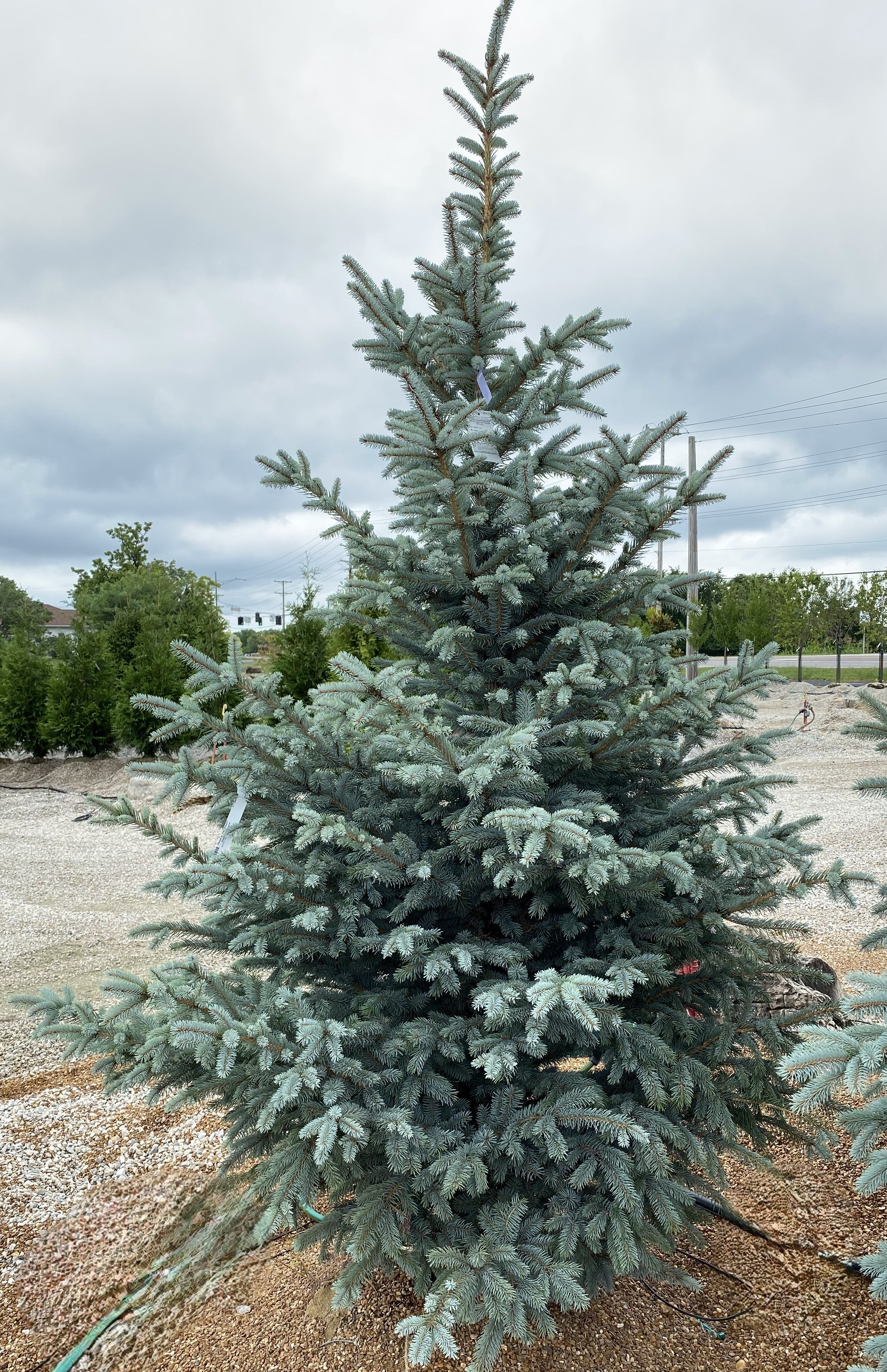Picea-FatAlbert_10c17c6b-7b8e-