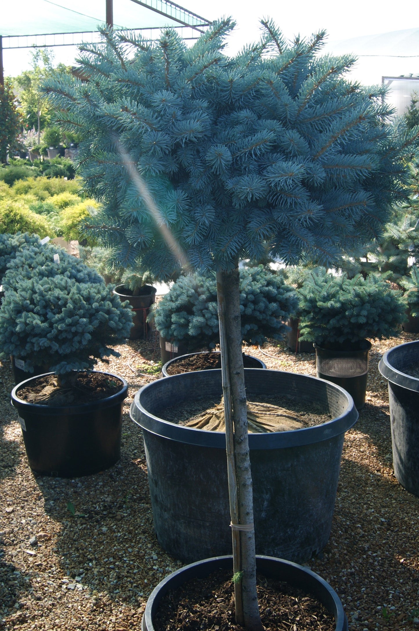 Picea pungens 'Glauca Globosa'