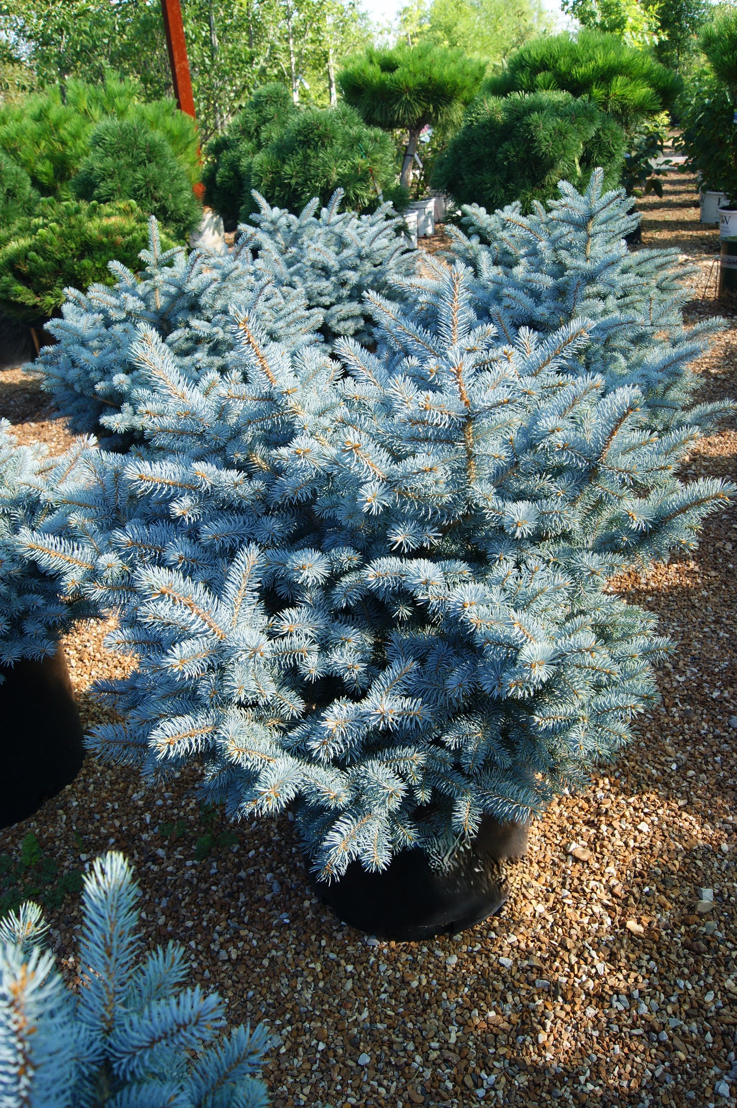 Picea pungens 'Glauca Globosa'