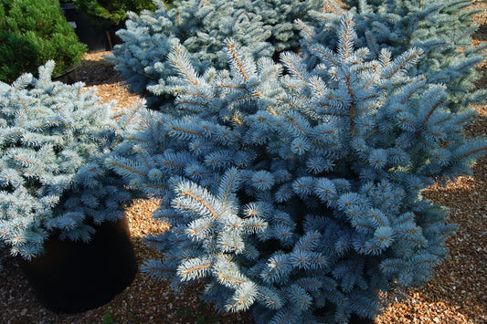 Spruce, Blue Globe 'Glauca Globosa' (Picea) Low Mound