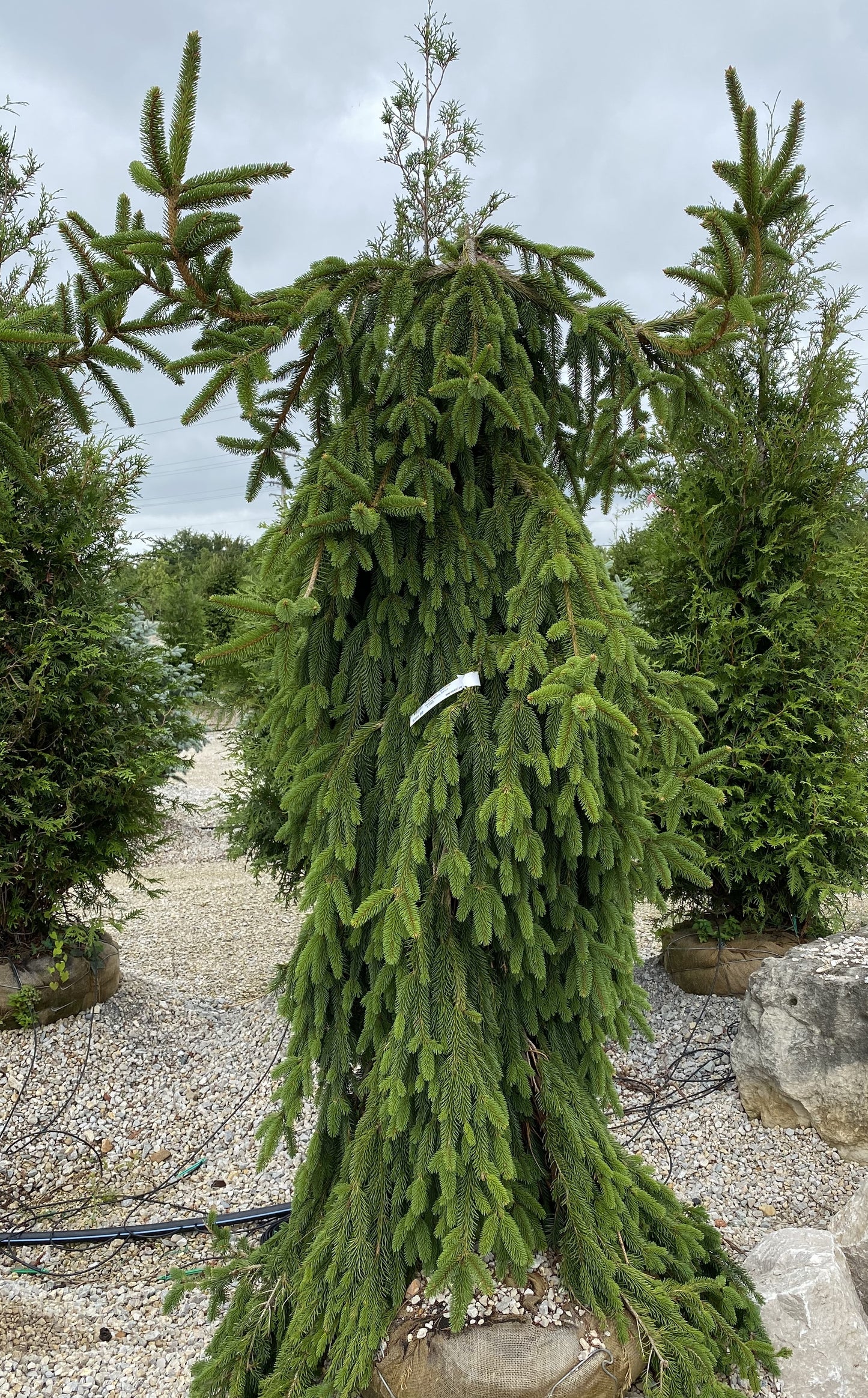 Picea abies 'Pendula'