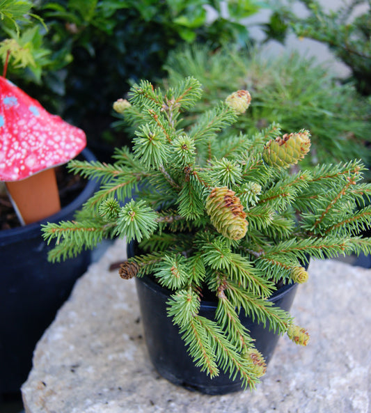 Picea abies 'Pusch'