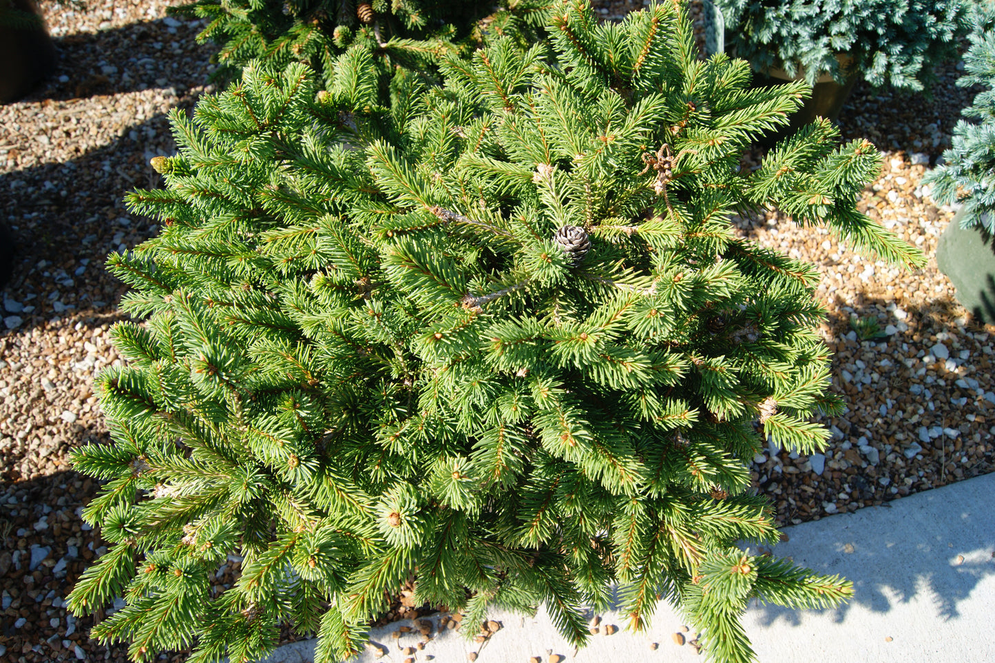 Picea abies 'Pusch'