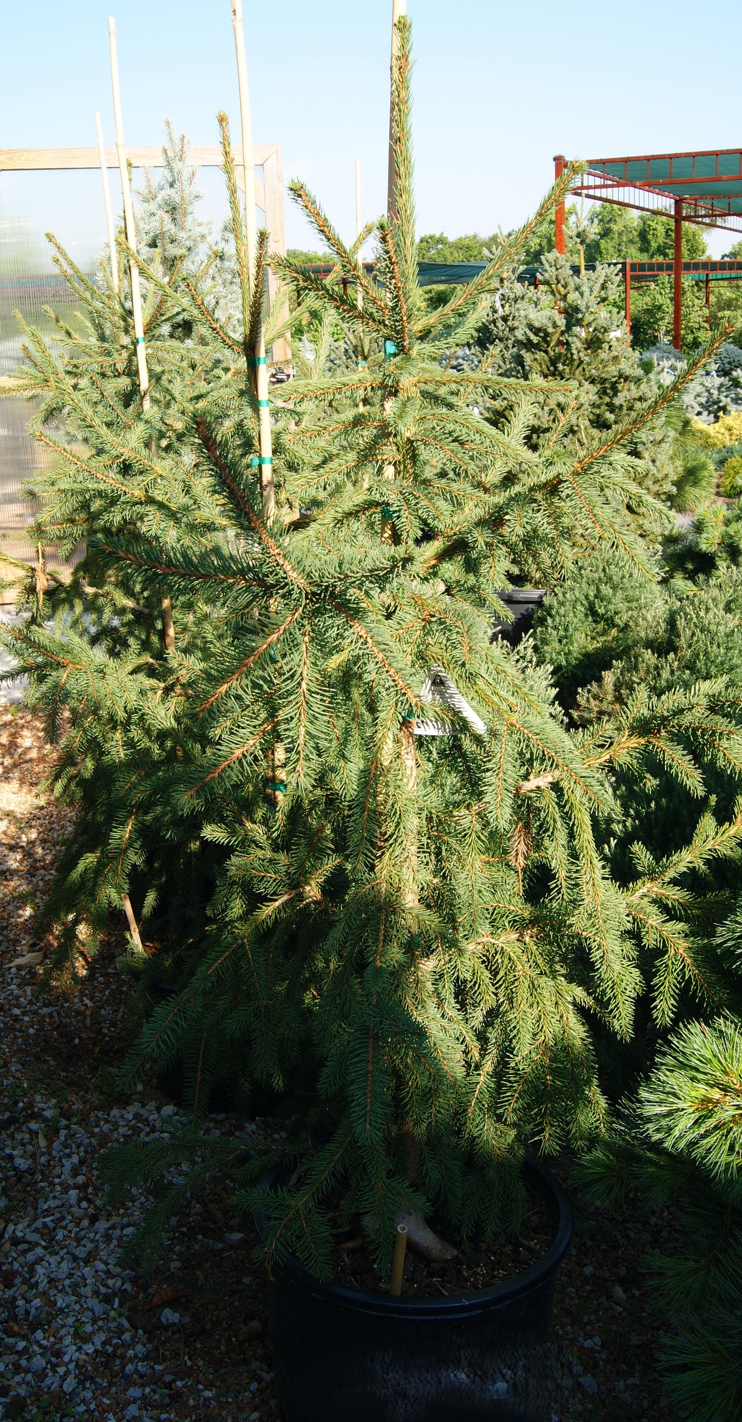 Picea abies 'Rubra Spicata'