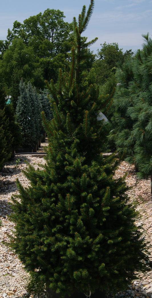 Picea abies 'Sherwood Compact'