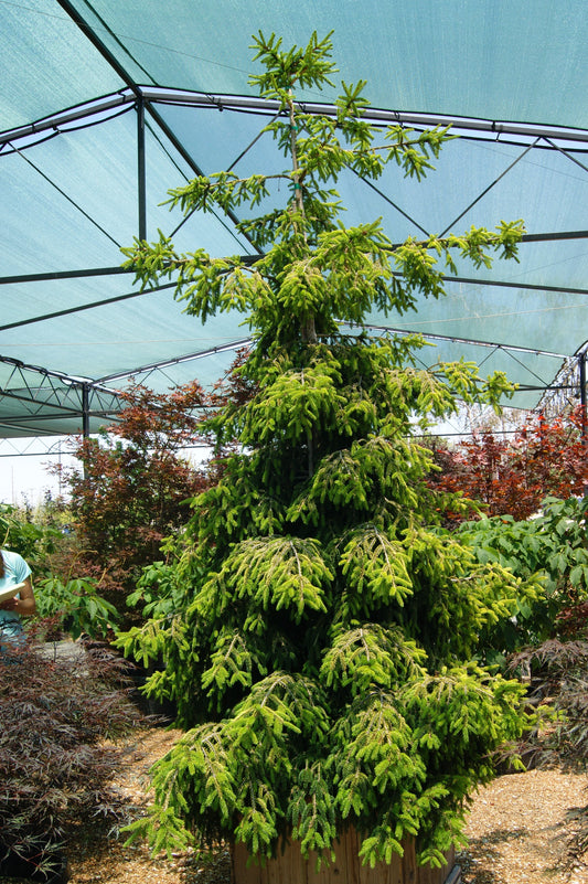 Picea orientalis 'Skyland'