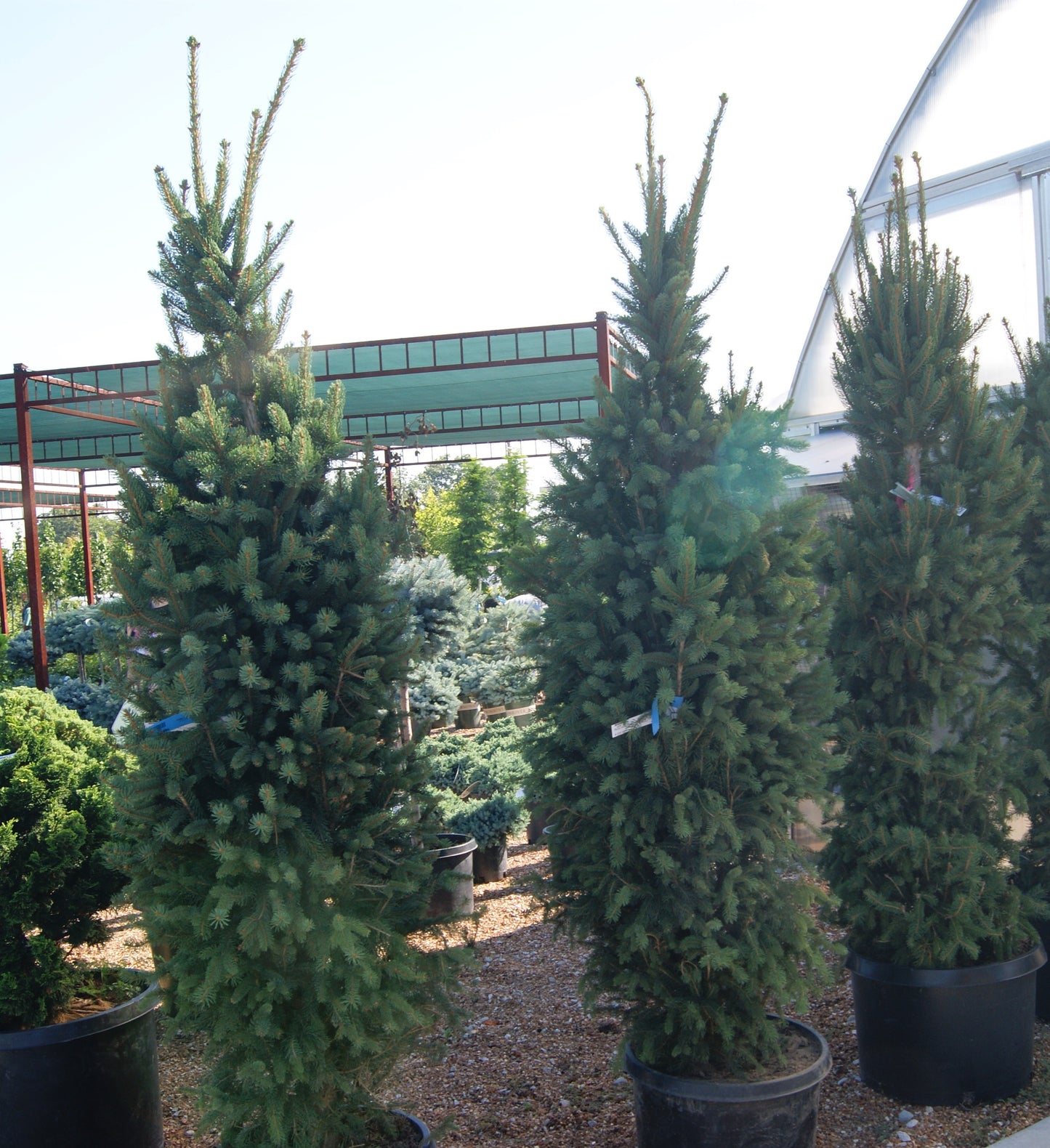 Picea abies 'Cupressina'