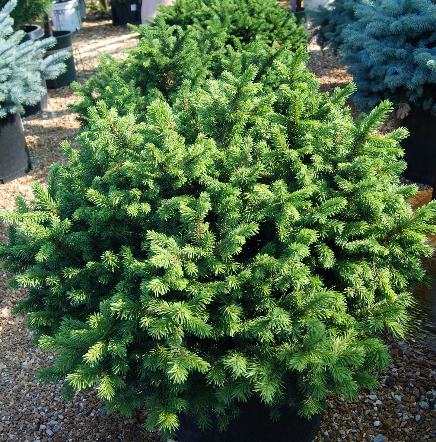 Picea abies 'Pumila'