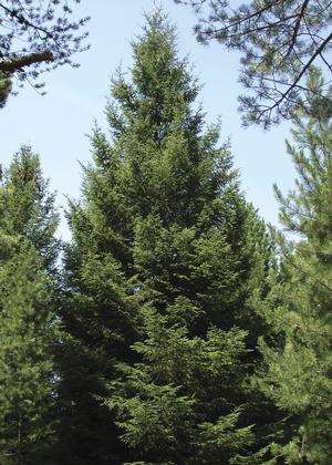 Picea abies