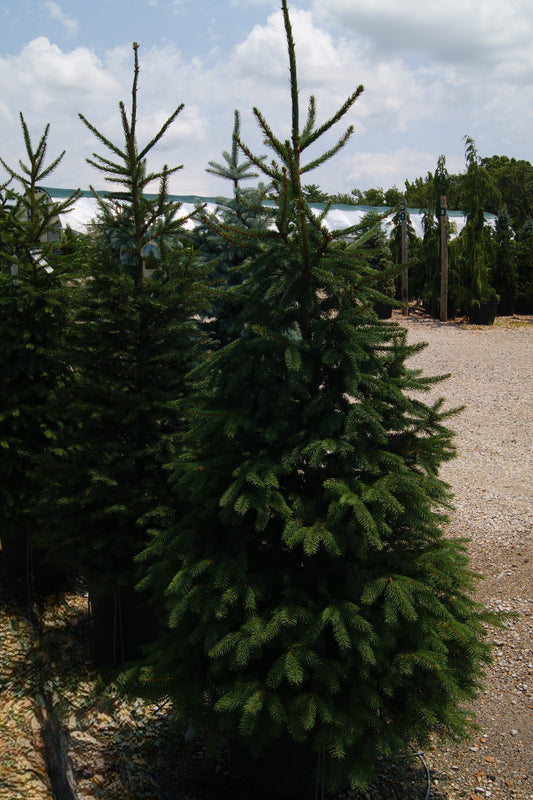 Picea abies