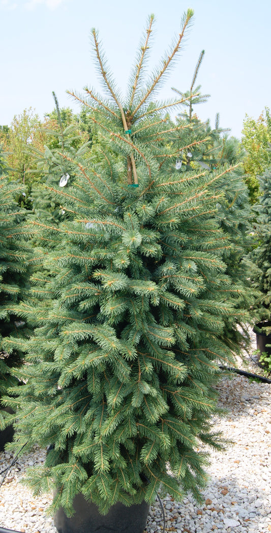 Picea pungens 'Candlelight'