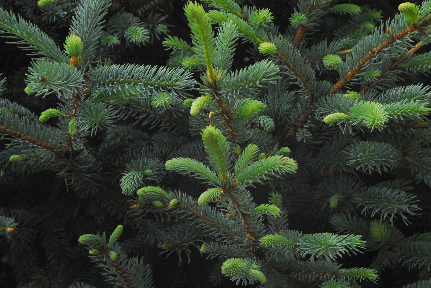 Picea pungens 'Fat Albert'