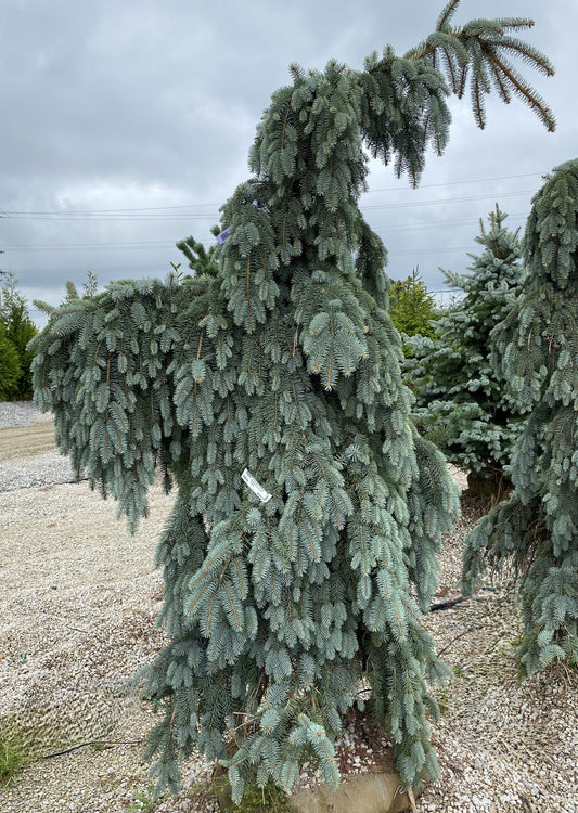 Picea pungens 'Glauca Pendula'