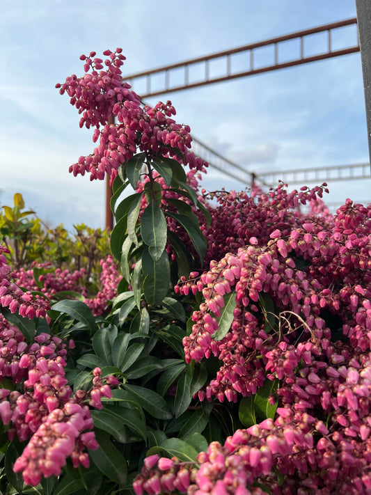 Pieris j. 'Impish Elf'