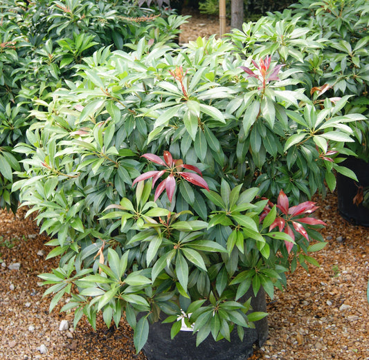 Pieris japonica 'Katsura'