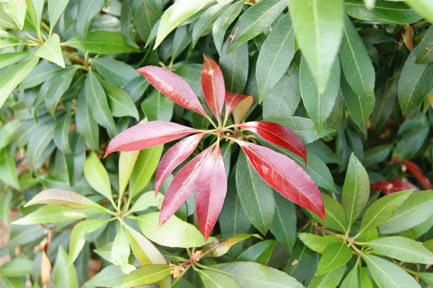 Pieris japonica 'Katsura'