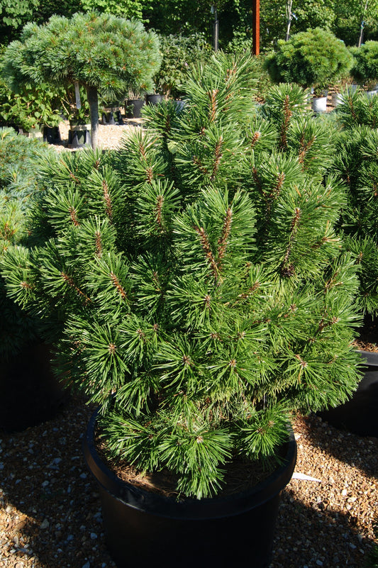 Pine, Swiss/ Mugo 'Big Tuna' (Pinus)