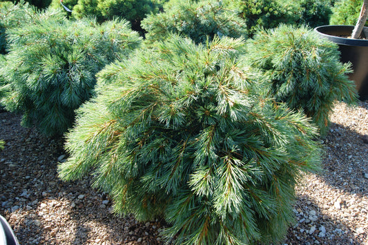 Pine, White 'Blue Shag' (Pinus)