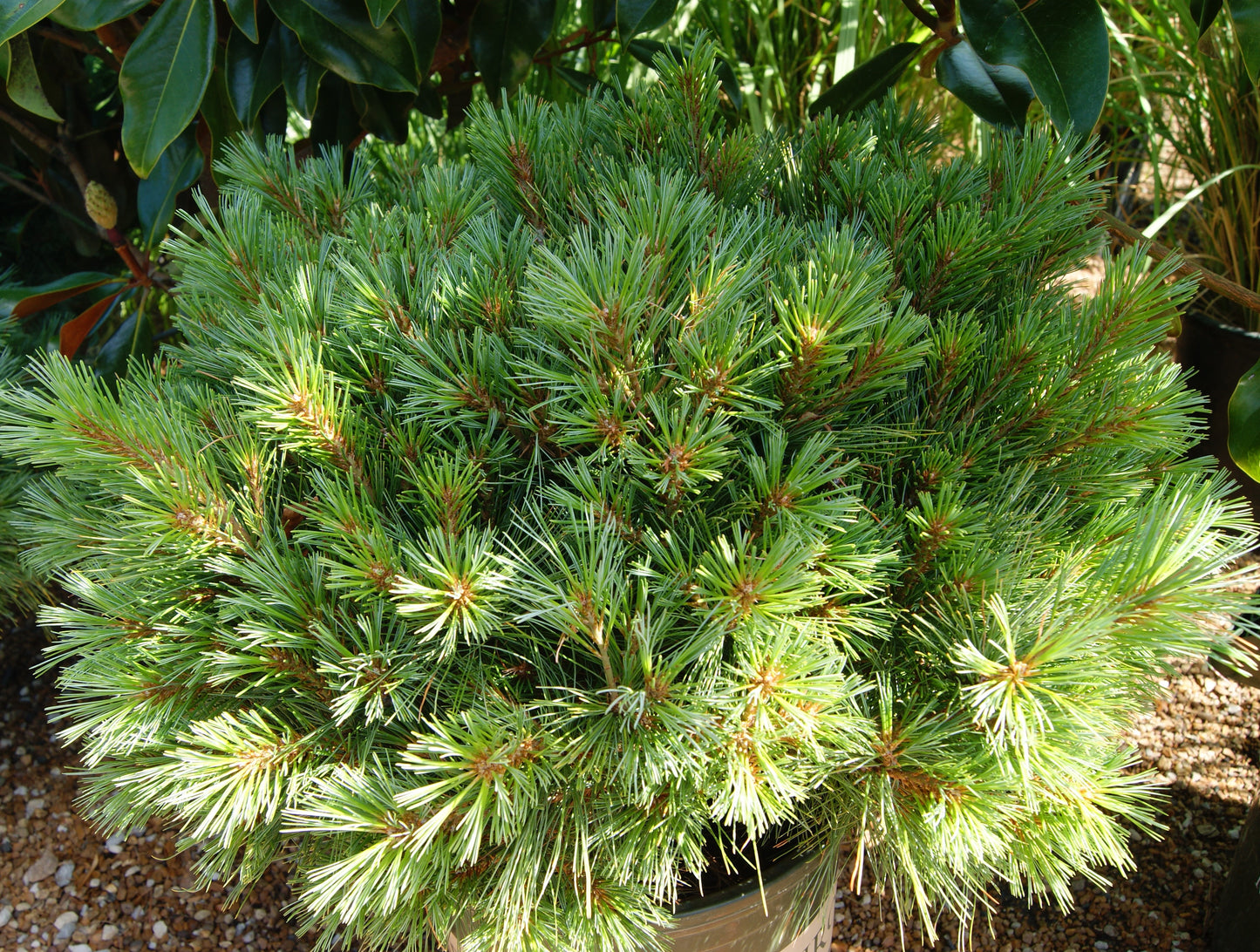 Pinus strobus 'Blue Shag'