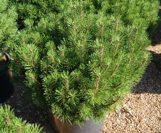 Pine, Swiss/ Mugo 'Palouse' (Pinus)