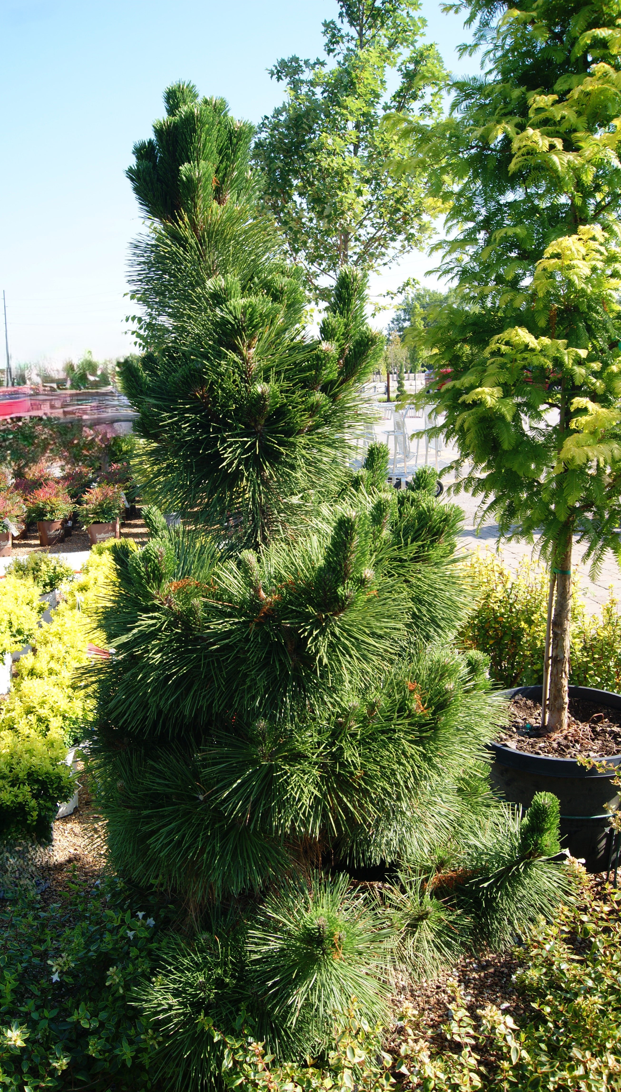 Pine, Japanese Black 'Thunderhead' (Pinus) – Passiglia Landscape