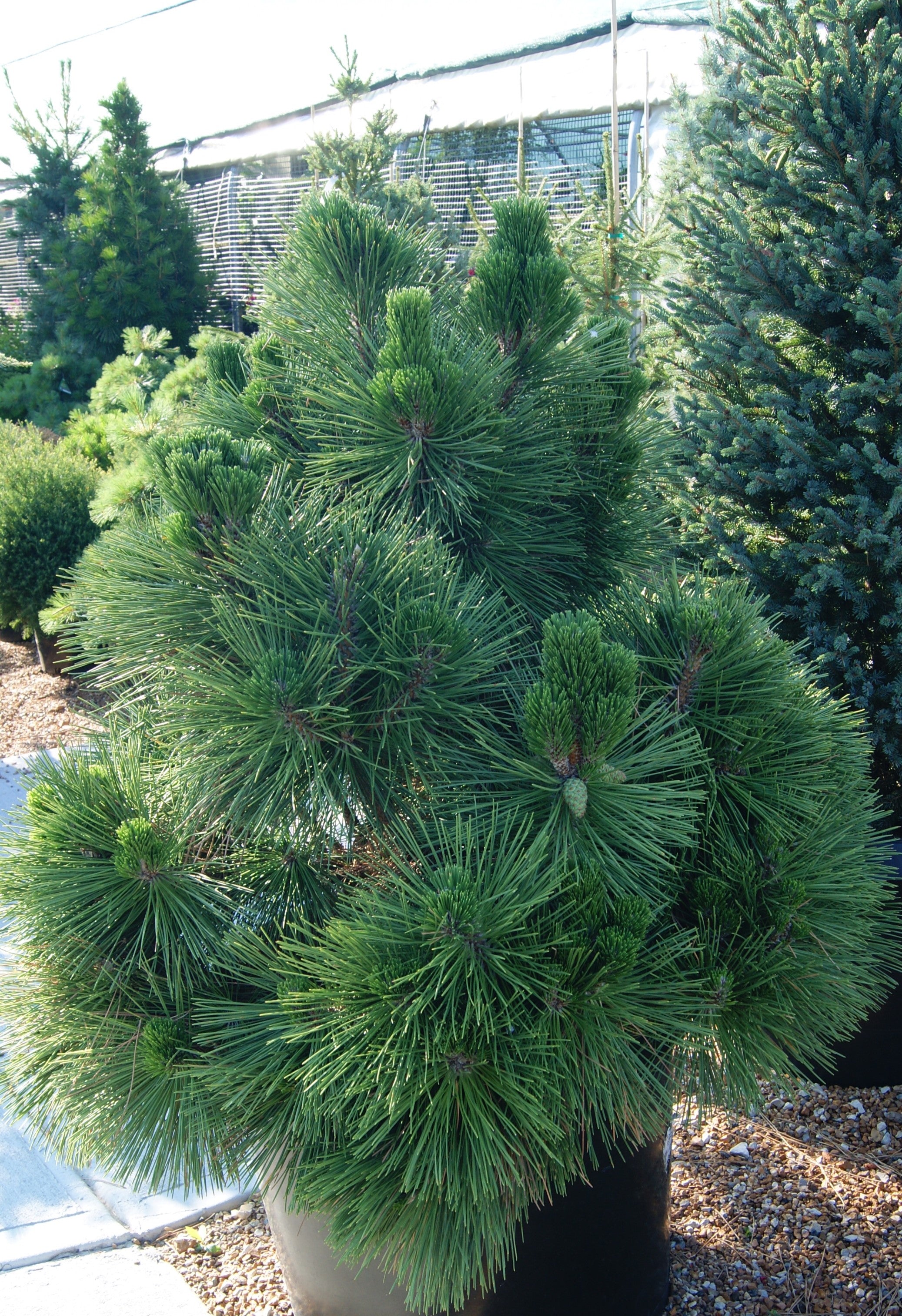 pine　12個 Pine, Japanese Black 'Thunderhead' (Pinus) – Passiglia Landscape