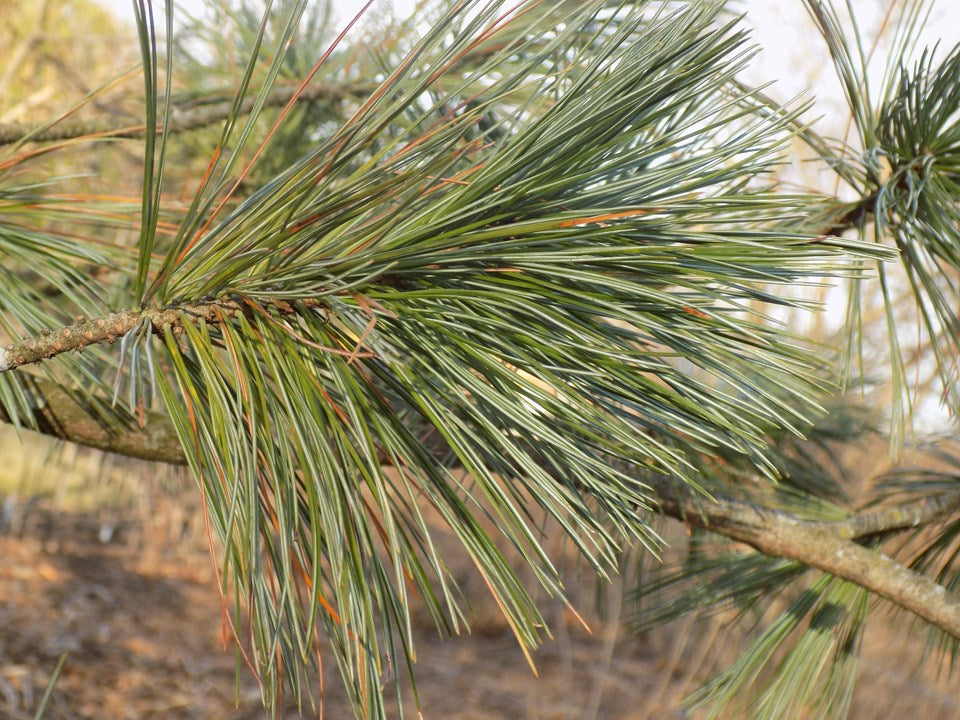 Pinus flexilis 'Vanderwolf's Pyramidal'