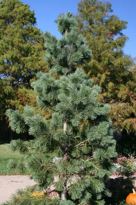 Pinus flexilis 'Vanderwolf's Pyramidal'