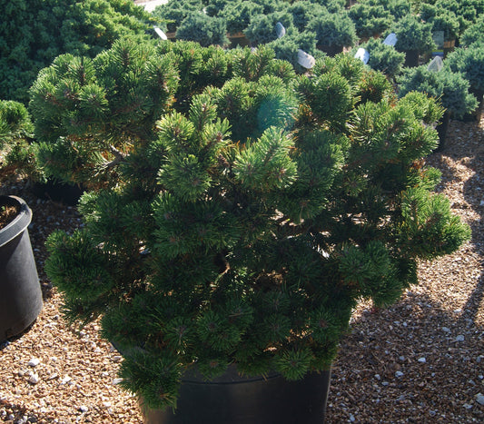Pine, Swiss/ Mugo/ Mountain 'Jakobsen' (Pinus)