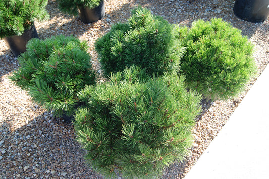 Pine, Swiss/ Mugo (Pinus)