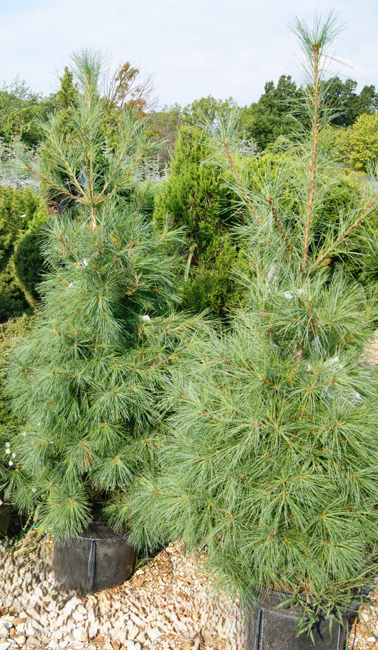 Pinus strobus