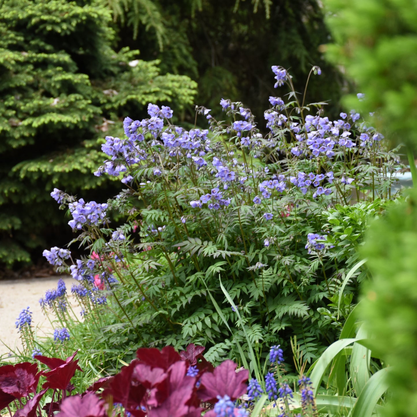 Jacob's Ladder 'Heaven Scent' (Polemonium)