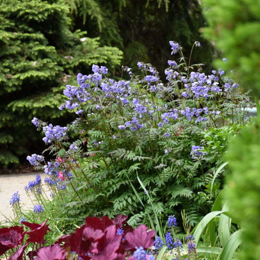 Jacob's Ladder 'Heaven Scent' (Polemonium)