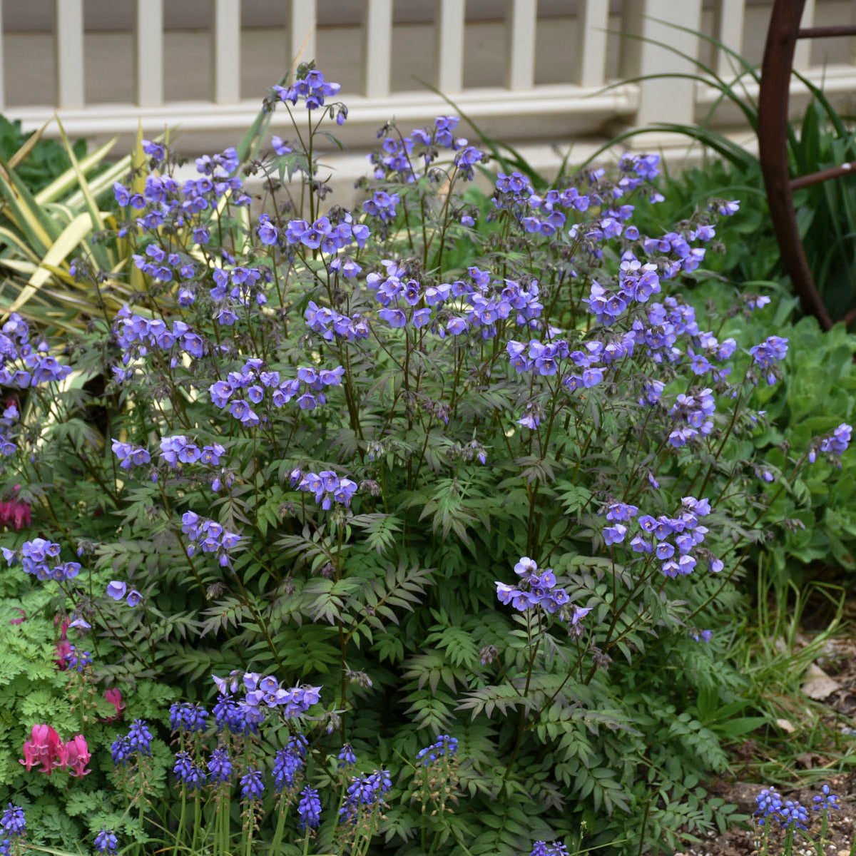Jacob's Ladder 'Heaven Scent' (Polemonium)