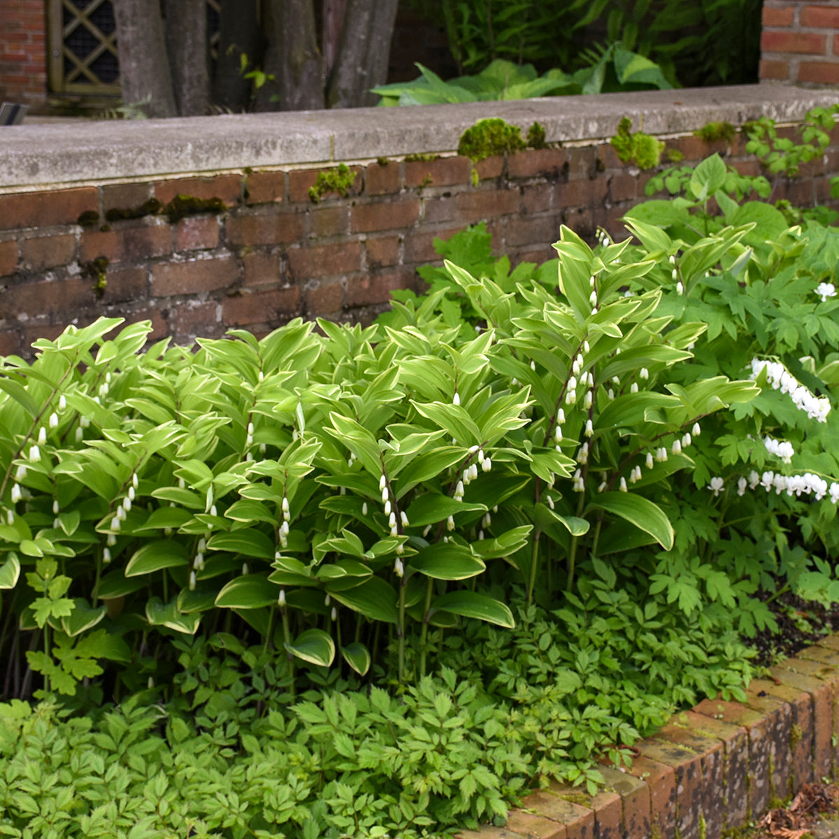 Soloman's Seal, Variegated (Polygonatum)