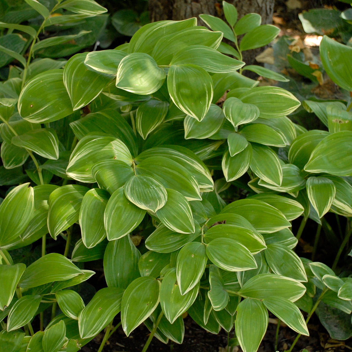 Soloman's Seal, Variegated (Polygonatum)
