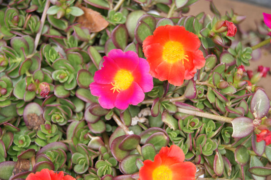 Portulaca oleracea