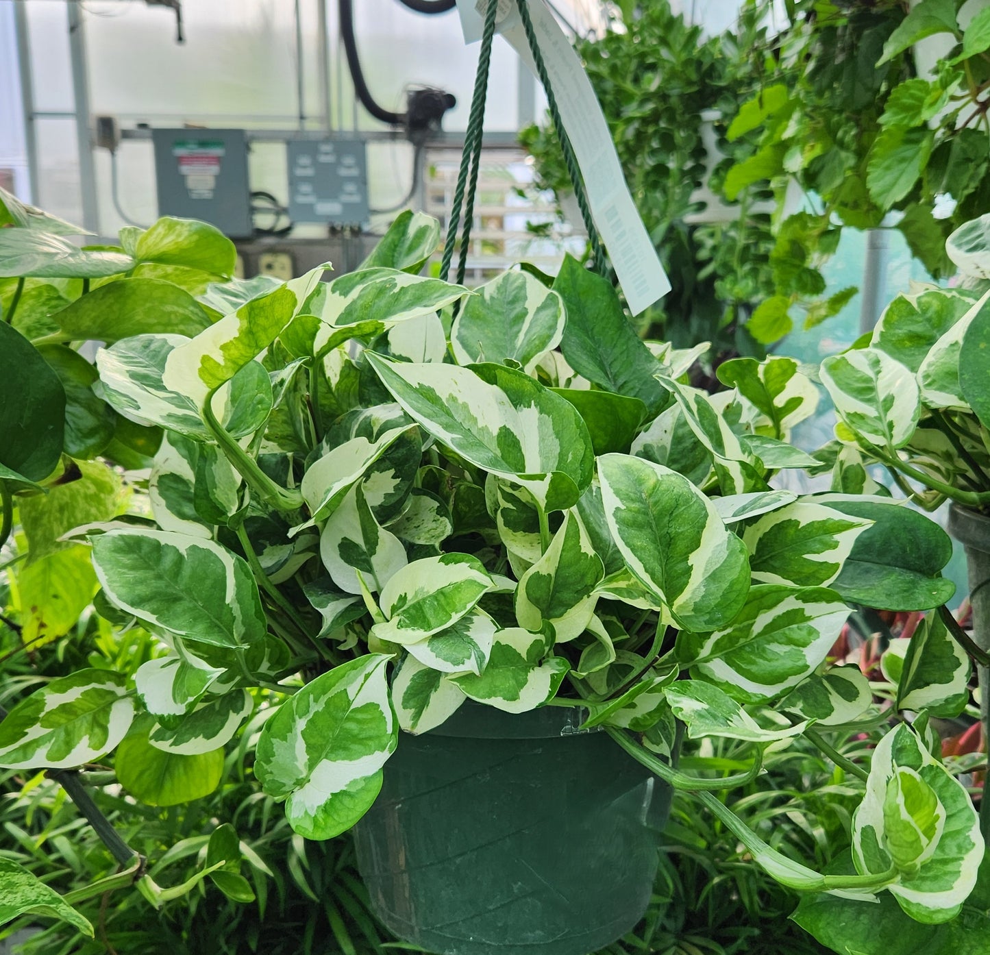 Pothos, Variegated 'Pearls & Jade' (Epipremnum)