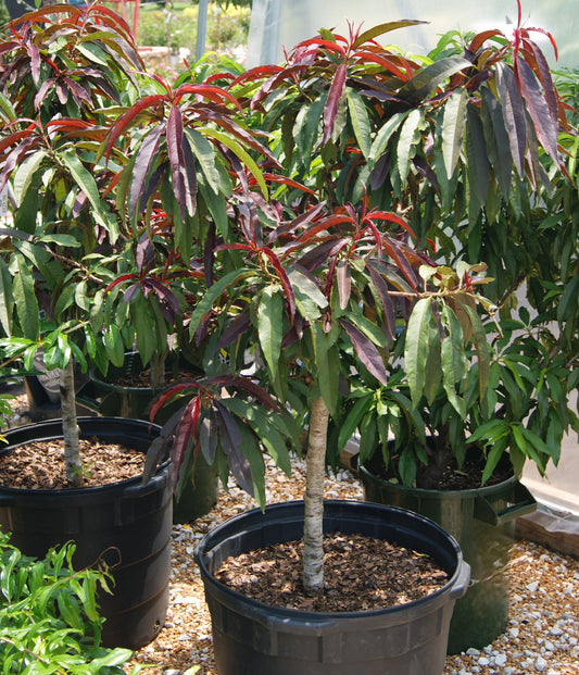 Prunus persica 'Bonfire'