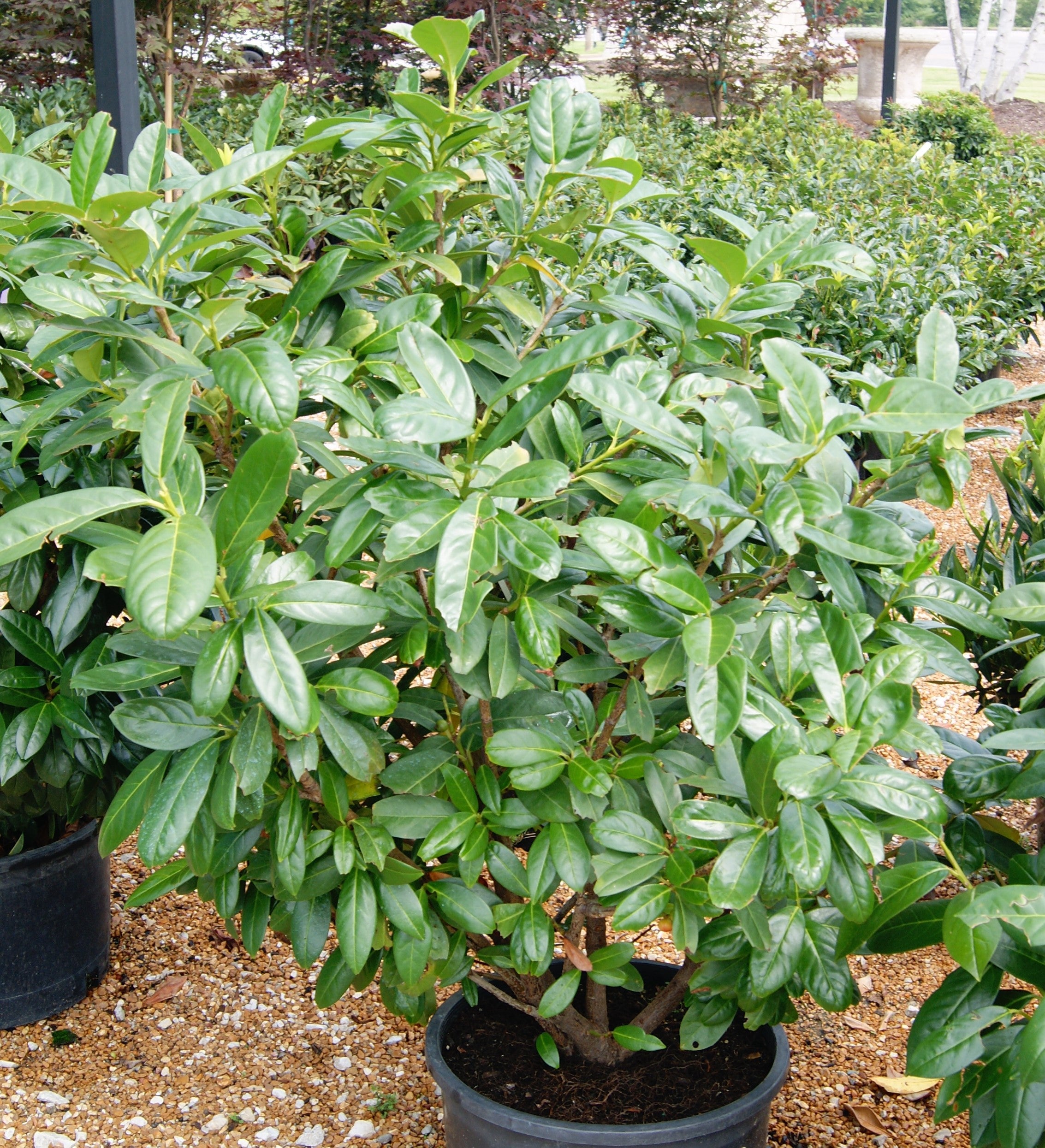 Laurel, English Cherry Skip 'Greenfinity' (Prunus) – Passiglia