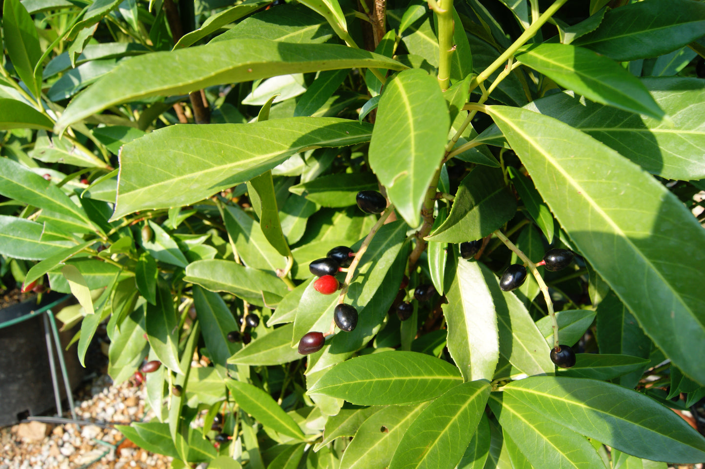 Prunus laurocerasus 'Schipkaensis'