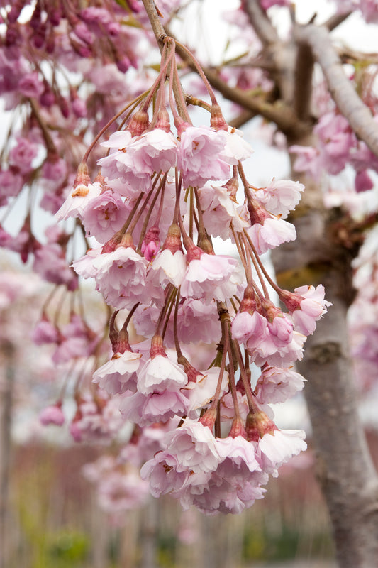 Prunus sub. 'Pend. Plena Rosea'