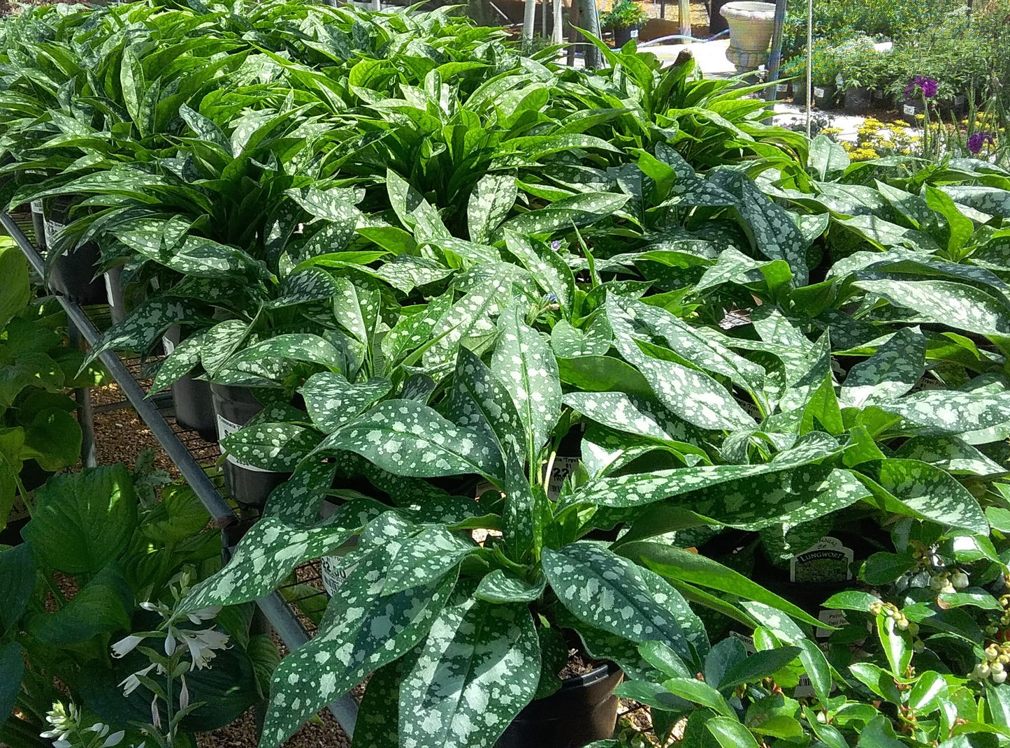 Pulmonaria 'Trevi Fountains'