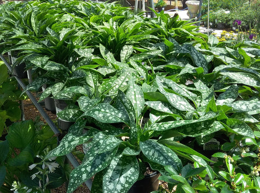 Pulmonaria 'Trevi Fountains'