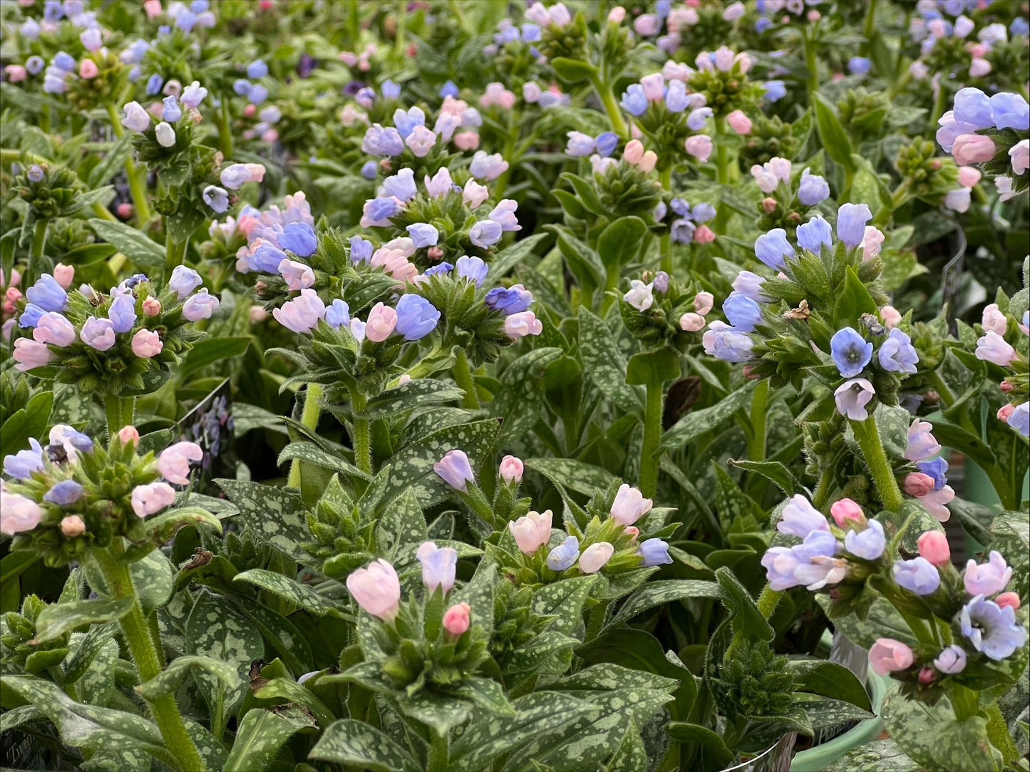 Pulmonaria 'Twinkle Toes'