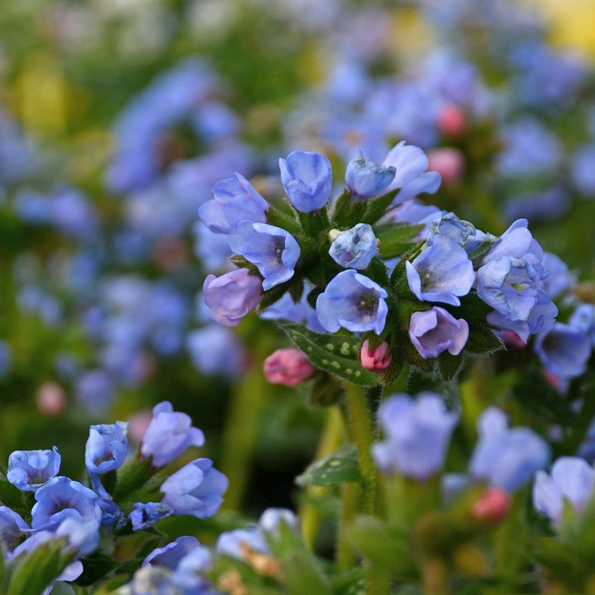 Lungwort 'Twinkle Toes' (Pulmonaria)