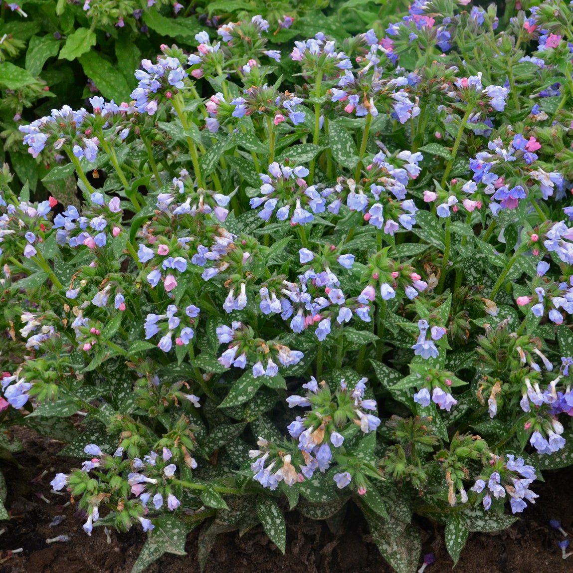 Lungwort 'Twinkle Toes' (Pulmonaria)