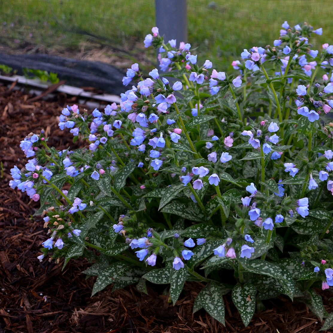 Lungwort 'Twinkle Toes' (Pulmonaria)