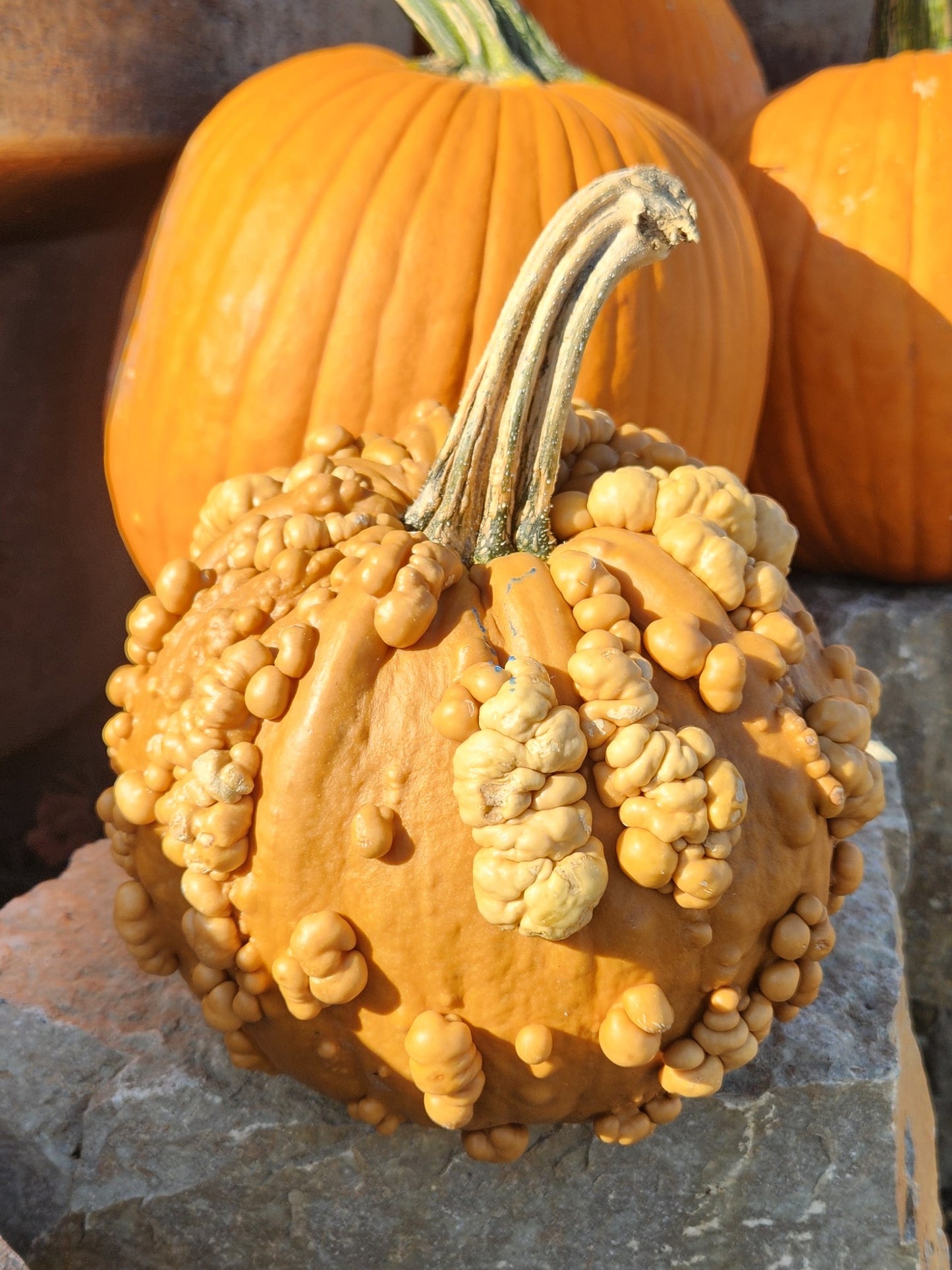 FRESH- Pumpkins