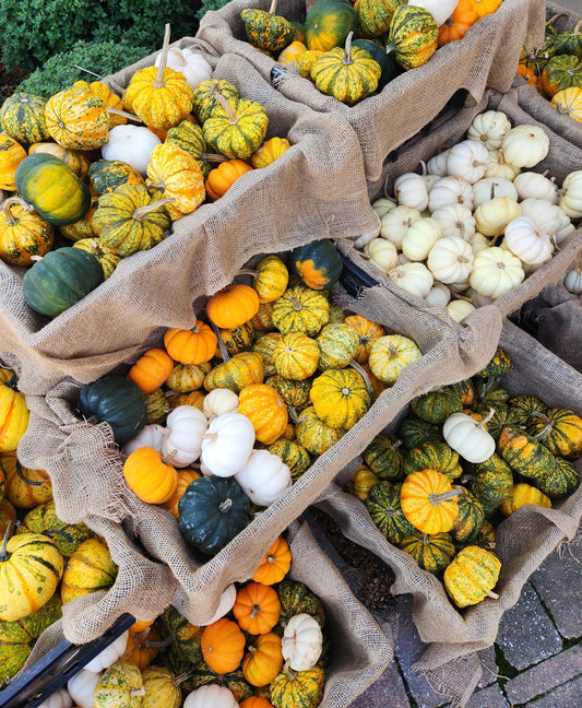 FRESH- Pumpkins- Minis